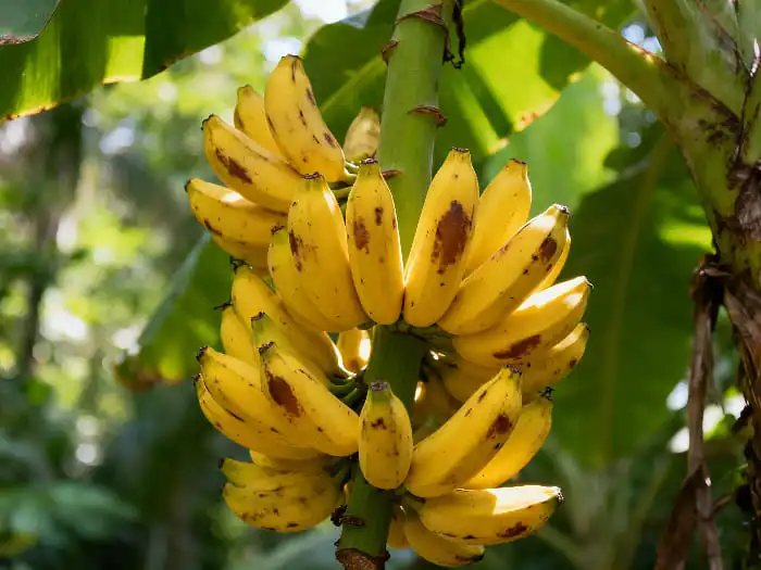 What is Banana Powder?